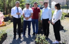 YOMRA BELEDİYESİ BİNLERCE ARMUT FİDANI AŞILADI